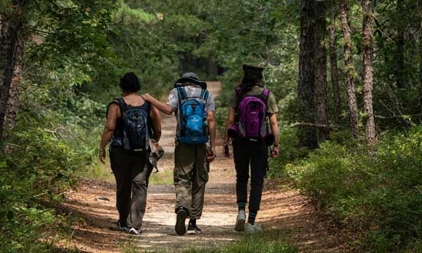 Balade Rose au crépuscule